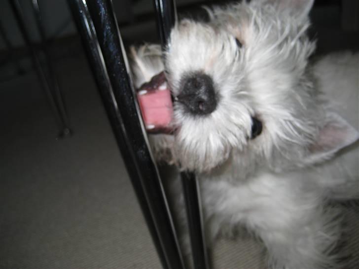 West highland white terrier Oskar - Hi hi - det må jeg ikke billede 6
