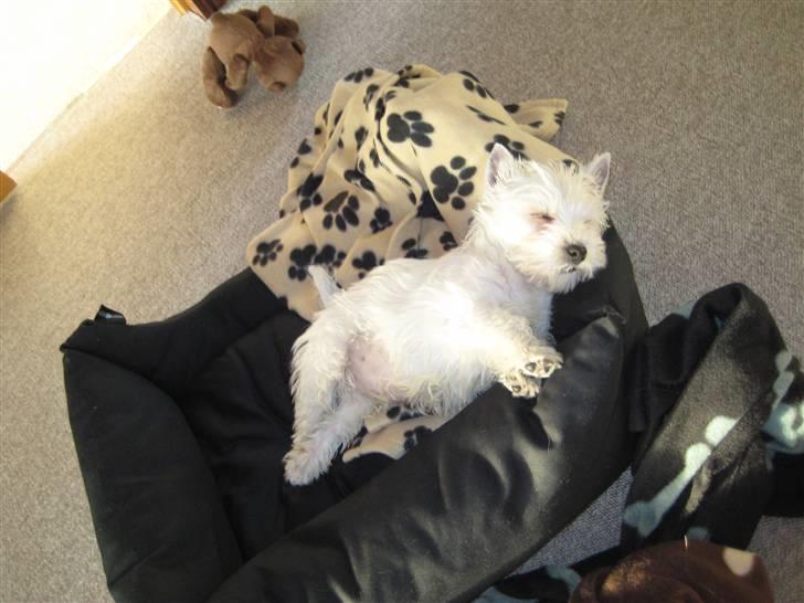 West highland white terrier Oskar - Hårdt brug for en pause mellem legene billede 7