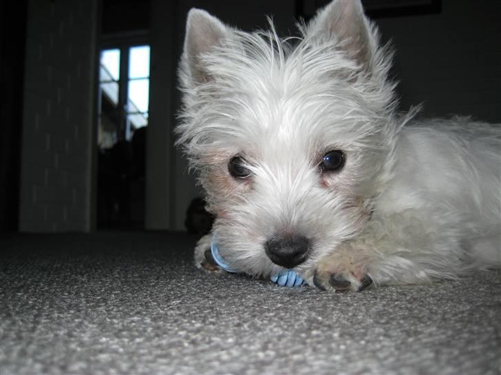 West highland white terrier Oskar - Oskar med sin blå bidering - dejlig aflastning for fingrene billede 8