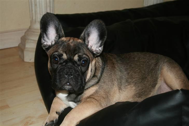 Fransk bulldog Bonzo R.I.P. billede 19