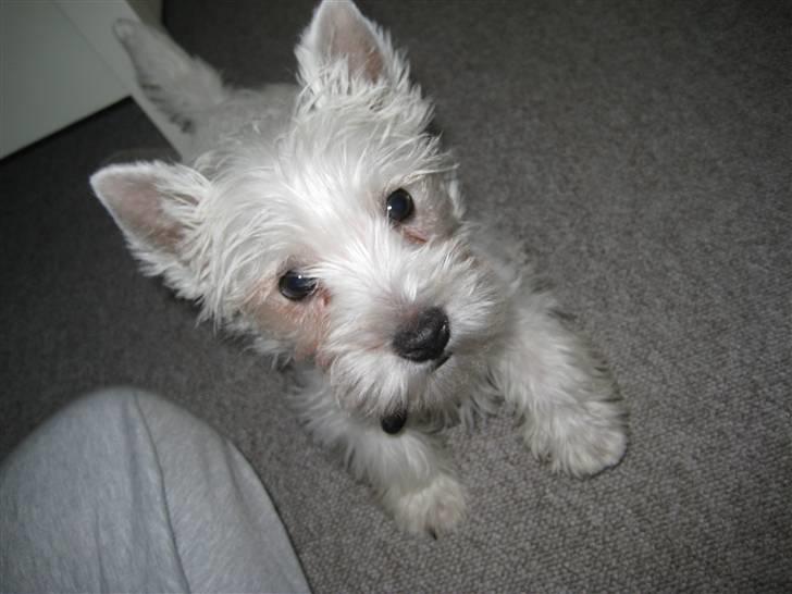West highland white terrier Oskar - Hurtigt - 1 sek. i ro billede 9