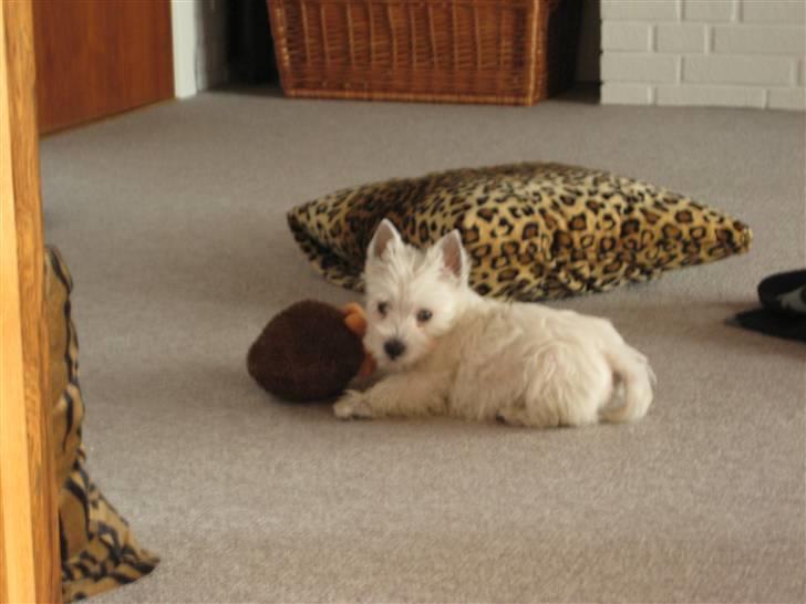 West highland white terrier Oskar - Oskar med sin elskede Pinde billede 10