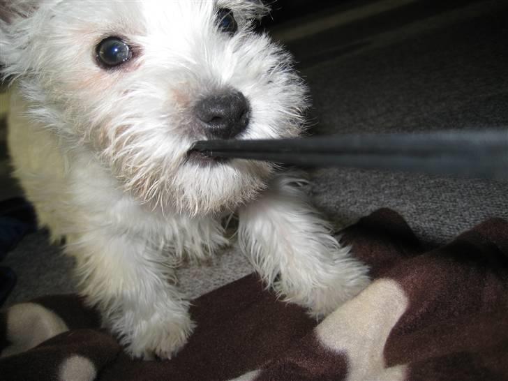 West highland white terrier Oskar - Hit med det kamera billede 11