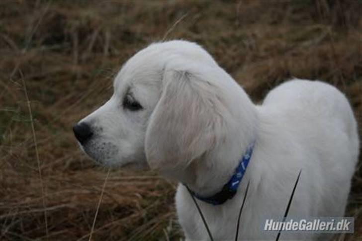 Golden retriever Labråtens Ivita billede 11