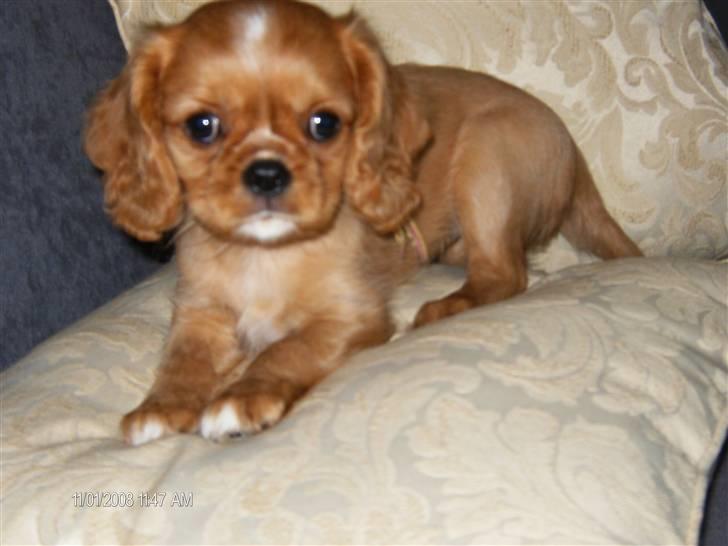 Cavalier king charles spaniel tulle - her er lille tulle ca 7 uger gl på mors fine pude. billede 1