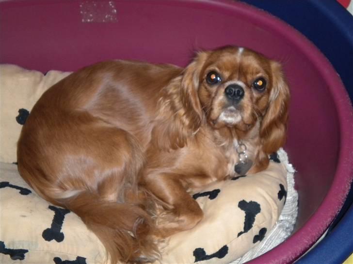 Cavalier king charles spaniel tulle - tulle har lige taget plads i hendes mors kurv gad vide om det er ok billede 2