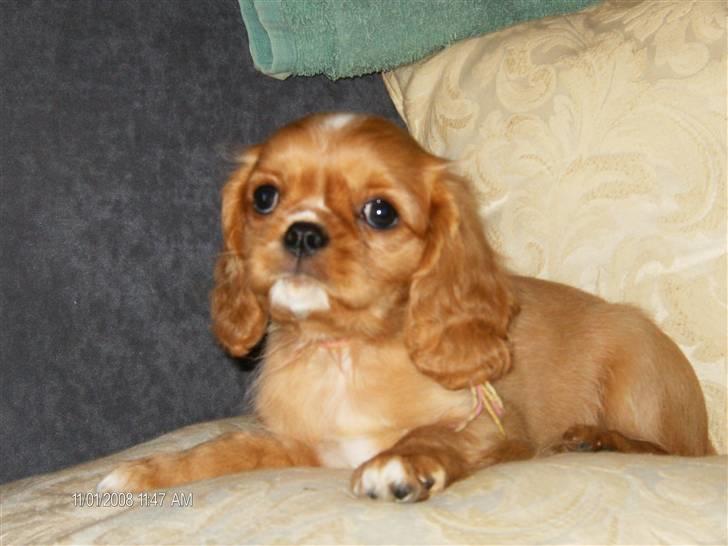 Cavalier king charles spaniel tulle - tulle er ca 8 uger og megetnysgerig billede 3