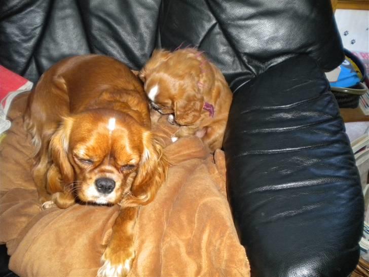 Cavalier king charles spaniel tulle - tulle og hendes lillesøster  lona har lige taget plads på mors tæppe her elsker hun at ligge billede 4