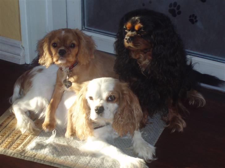 Cavalier king charles spaniel tulle - her ligger tulle når det er bedst sammen med mor bølle og drengen miggy (black an tan) billede 5