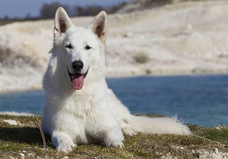 Hvid schæfer Iakin-Boaz billede 10