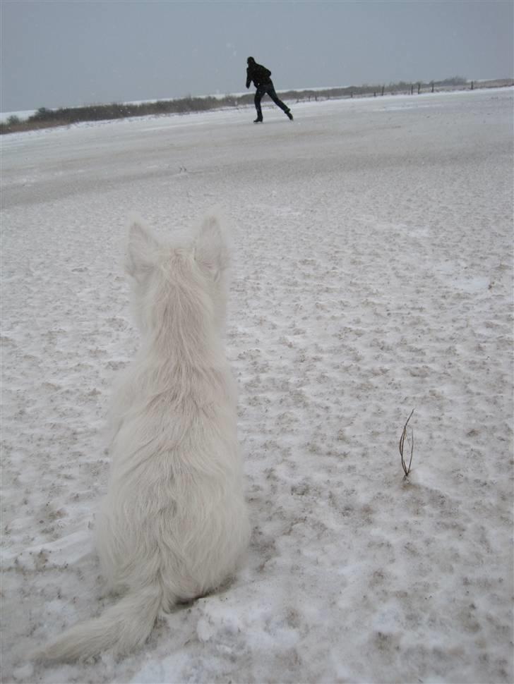 West highland white terrier Whisky - Camouflage, hvem kan mon finde en westie i sneen?? billede 5