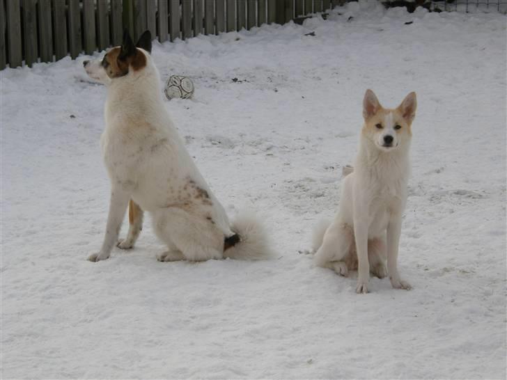 Norrbottenspids Spidsbjørnens Coda - Coda og hans nye lillesøster Merle - januar 2010 billede 11