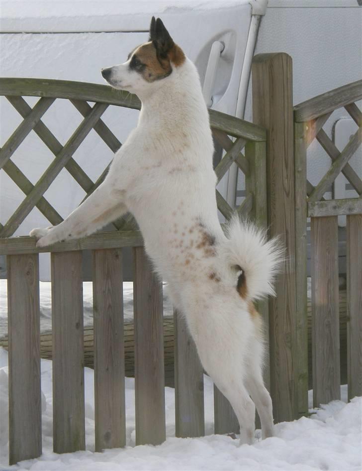 Norrbottenspids Spidsbjørnens Coda - Flotte Coda 20 mdr gammel - januar 2010 billede 12