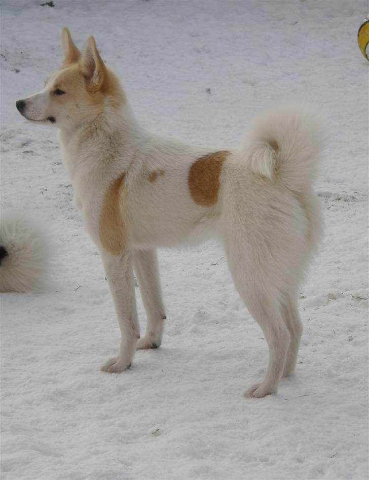 Norrbottenspids Spidsbjørnens Coda - Her er Merle - Codas lillesøster - 10 mdr gammel billede 13