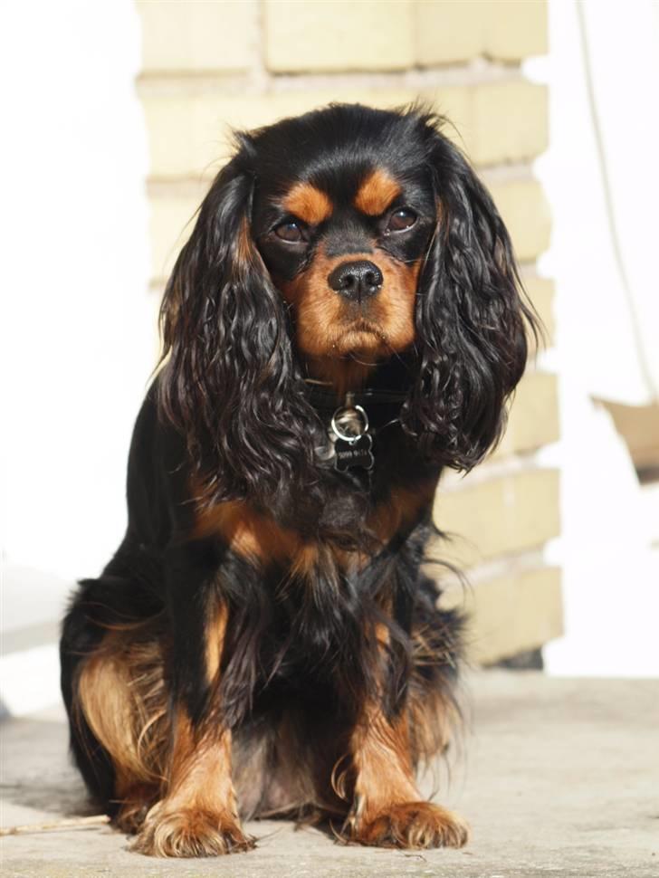 Cavalier king charles spaniel Cavalier Vittrups Fanny "Malou" - Smukke Malou 11 mdr. billede 2