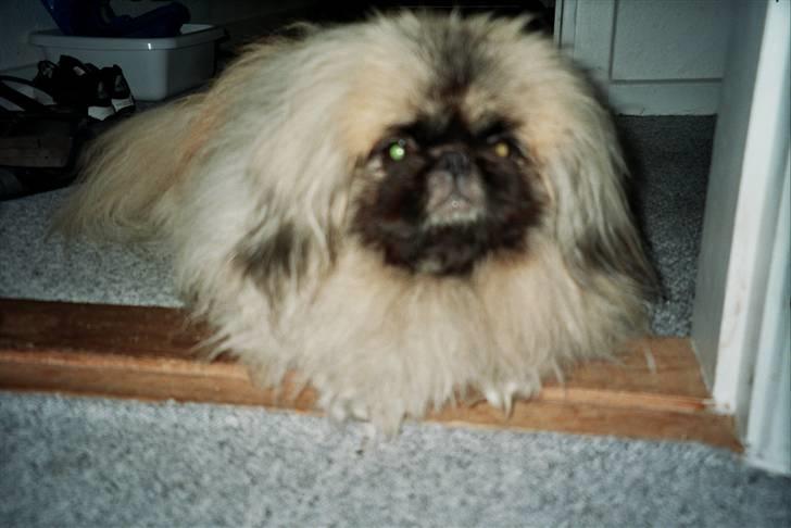 Pekingeser Tudse R.I.P - Himmelhund - kan godt lide at ligge her i døren, så kan jeg følge med  billede 17