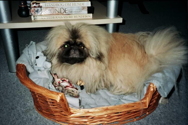 Pekingeser Tudse R.I.P - Himmelhund - Tudse min elsket pekingeser ligger og slapper af billede 18