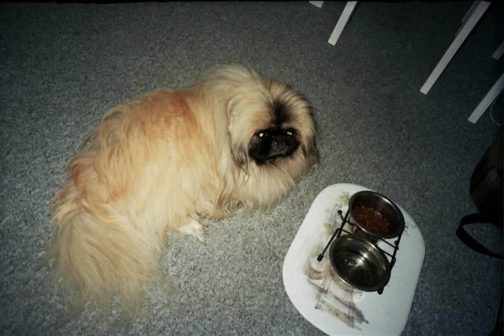 Pekingeser Tudse R.I.P - Himmelhund - jeg ligger og passer på min mad, tænk hvis nogle tog og spist det. billede 19