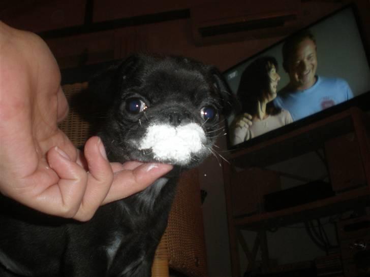 Mops Cloe - Leg med kartoffelmel juleaften, 8 uger gammel billede 6