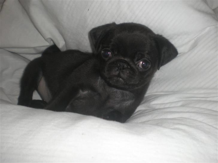 Mops Cloe - Putter i dynen, 8 uger gammel billede 7