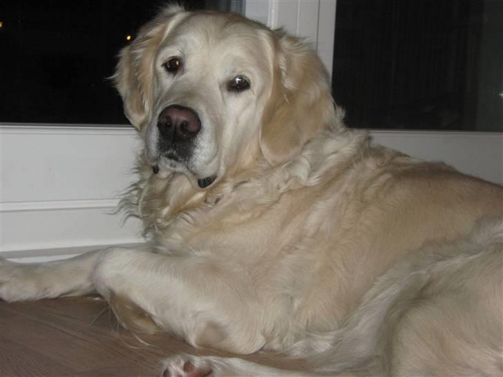 Golden retriever Tøsen - Dagen efter vi hentede hende.. Farvoritstedet er foran havedøren, der sker nemlig så meget derude.. :0) billede 1