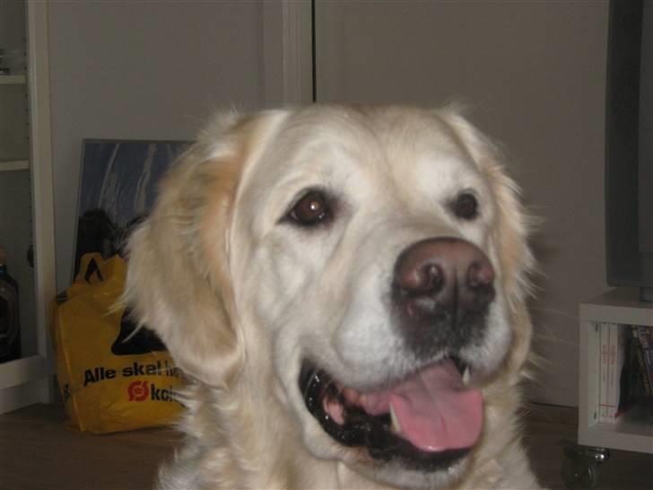 Golden retriever Tøsen billede 2