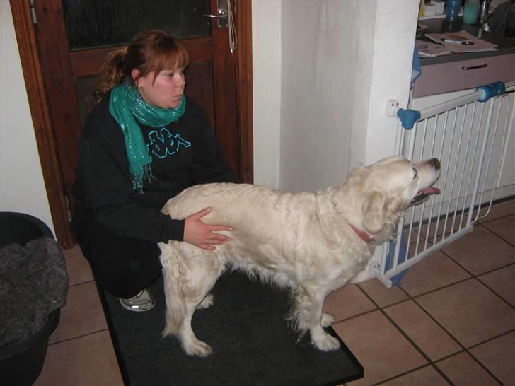 Golden retriever Tøsen billede 4