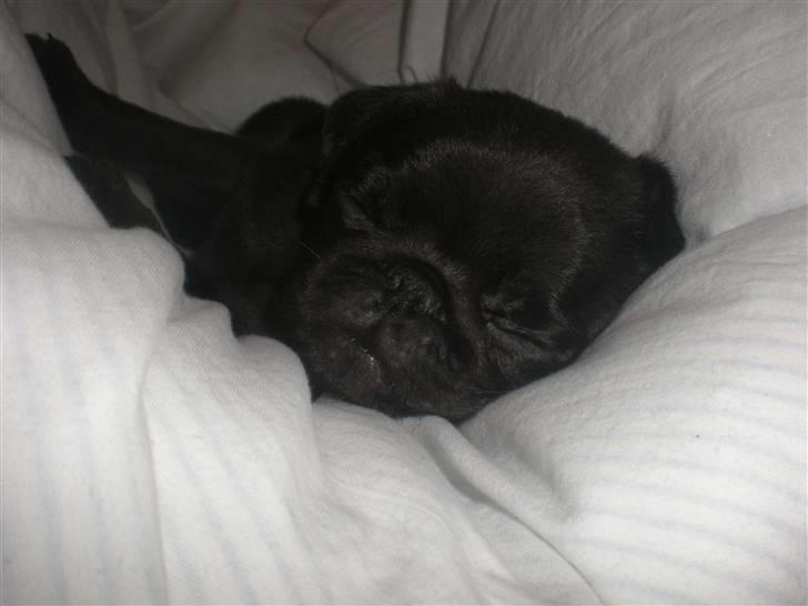 Mops Cloe - Putter i dynen, 8 uger gammel  billede 8