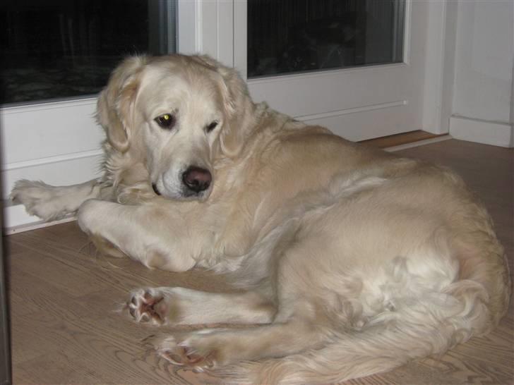 Golden retriever Tøsen billede 5