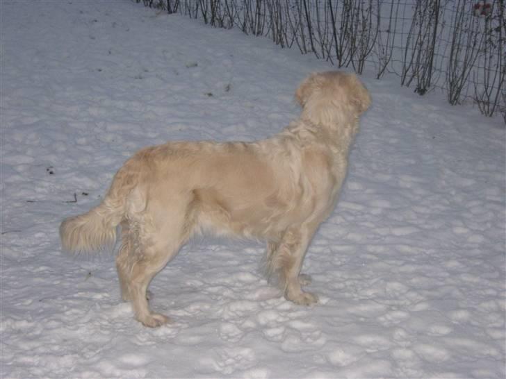 Golden retriever Tøsen - Uuuu.. der sker en masse nye ting.. Tøsen er meget opmærksom..  billede 6