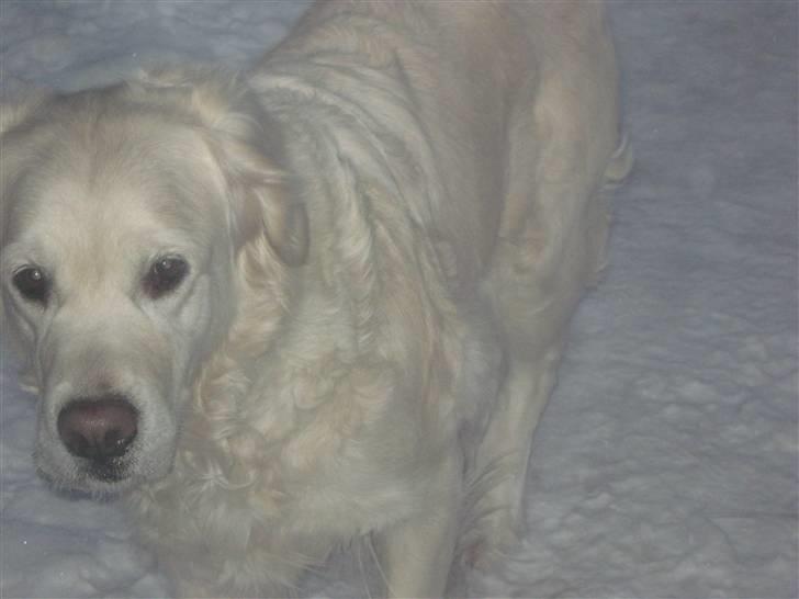 Golden retriever Tøsen billede 7