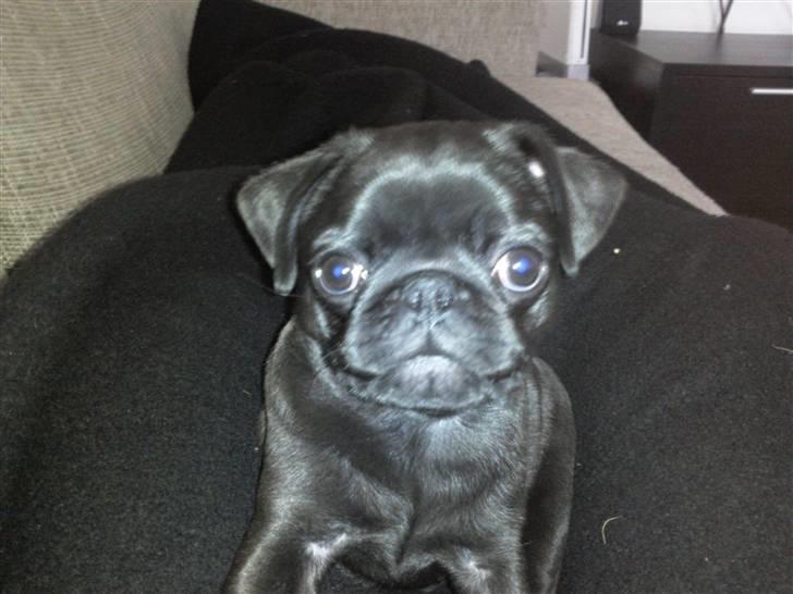 Mops Cloe - Jeg er bare så smuk, 12 uger gammel billede 9