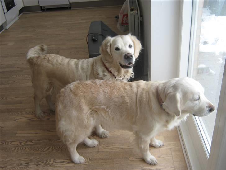Golden retriever Tøsen - Det er Tøsen der kigger op.. Og Mille der kigger ud af havedøren.. billede 8