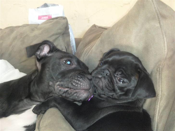 Mops Cloe - Putter med min nye legekammerat Jipsy, 13 uger gammel billede 10