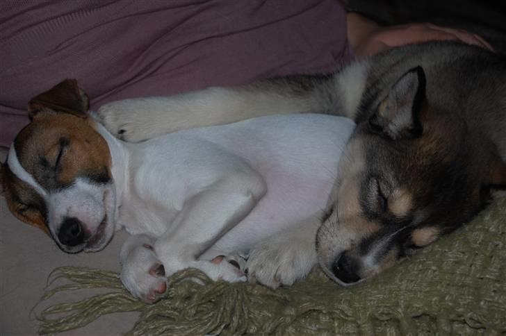 Jack russell terrier Cæsar billede 8