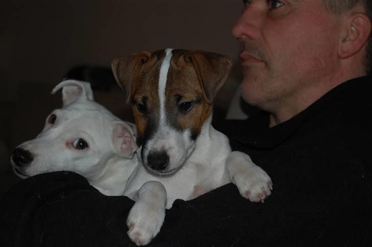 Jack russell terrier Cæsar billede 9