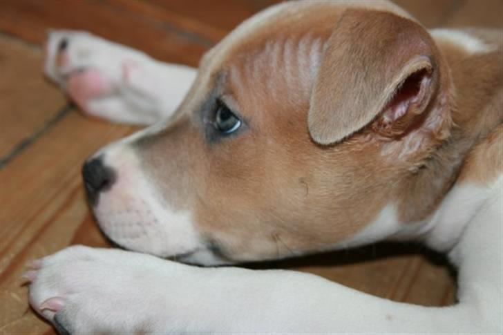 Blanding af racer aya(amstaff/ambull) billede 13