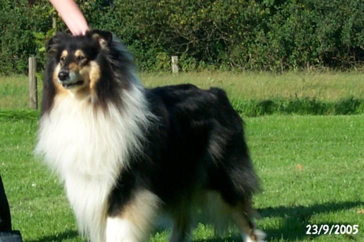 Collie langhåret Sascha Himmelhund billede 1