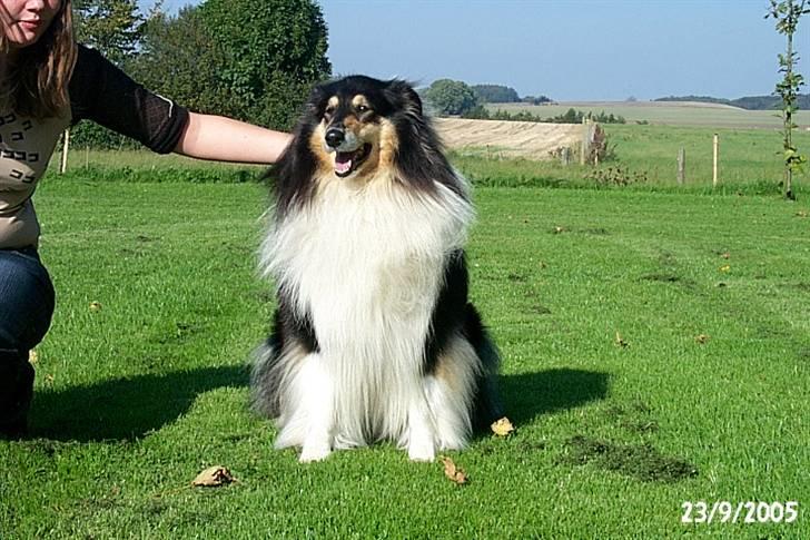 Collie langhåret Sascha Himmelhund billede 2