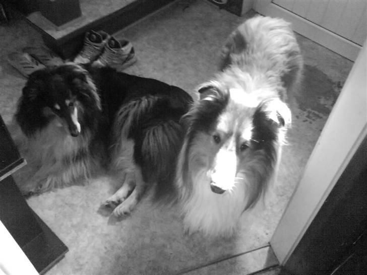 Collie langhåret Sascha Himmelhund billede 3