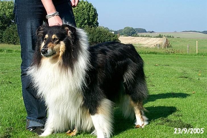 Collie langhåret Sascha Himmelhund billede 4