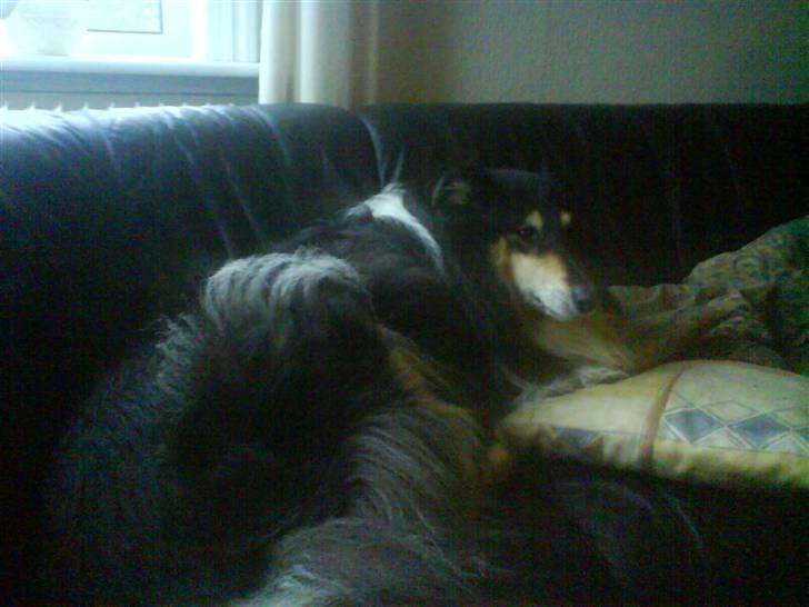 Collie langhåret Sascha Himmelhund billede 5