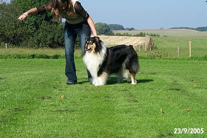 Collie langhåret Sascha Himmelhund billede 6