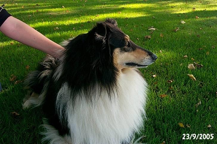 Collie langhåret Sascha Himmelhund billede 7
