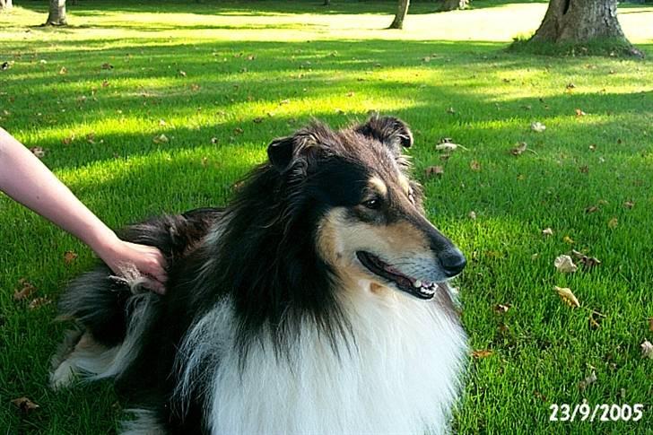 Collie langhåret Sascha Himmelhund billede 8