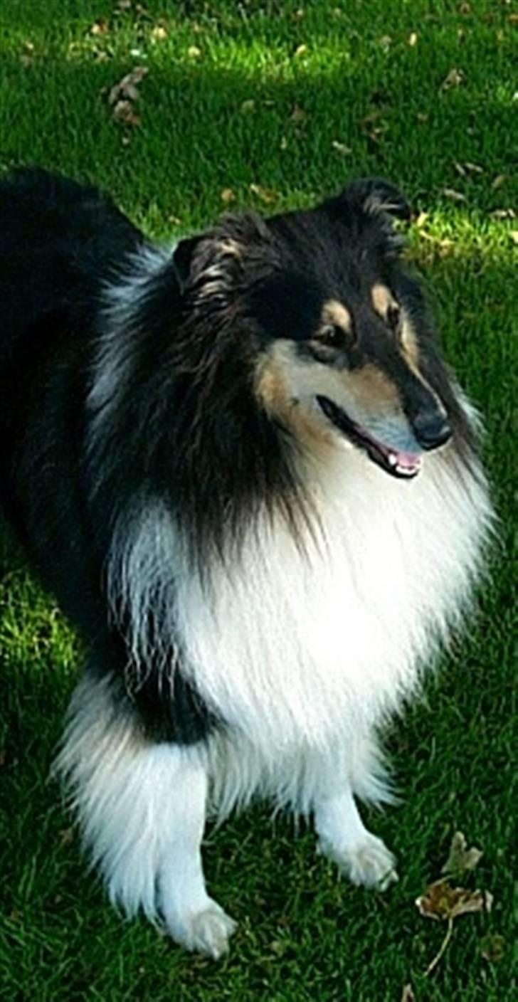 Collie langhåret Sascha Himmelhund billede 9