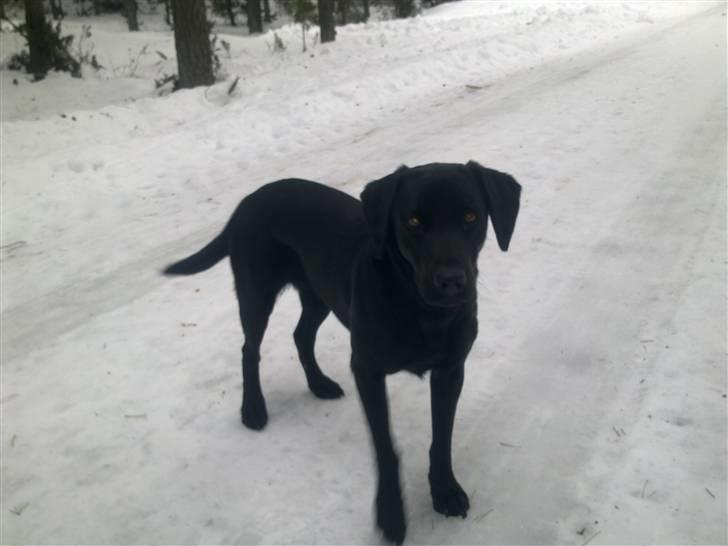 Labrador retriever Cindy Af Rosefield billede 1