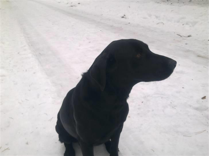 Labrador retriever Cindy Af Rosefield billede 2