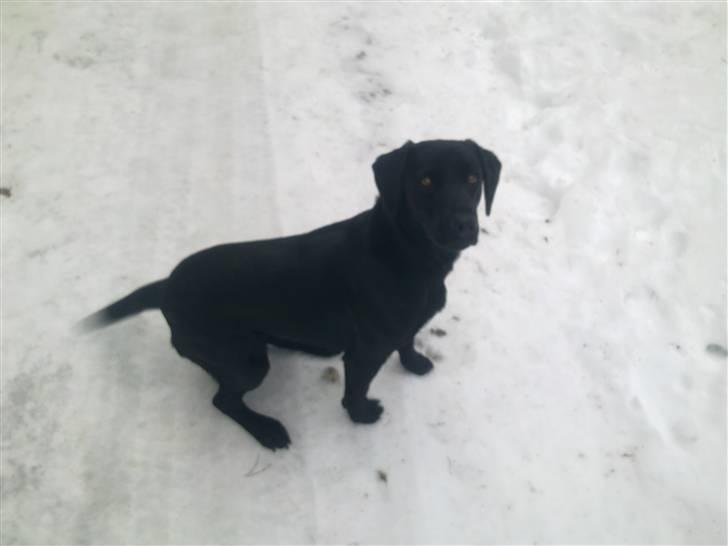 Labrador retriever Cindy Af Rosefield billede 3