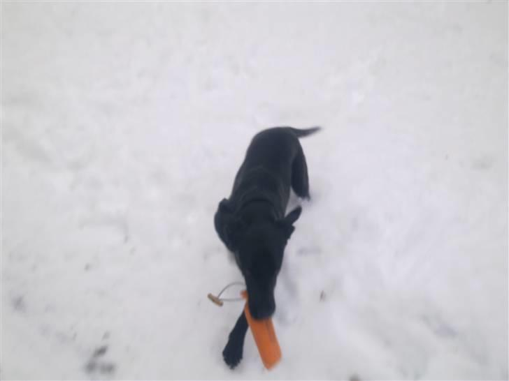 Labrador retriever Cindy Af Rosefield billede 4
